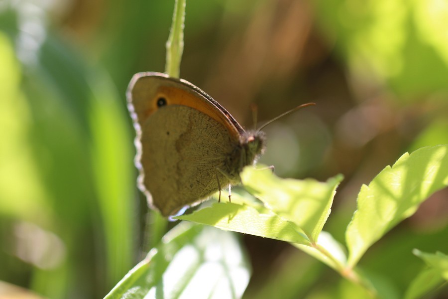 Le myrtil ( maniola jurtina)