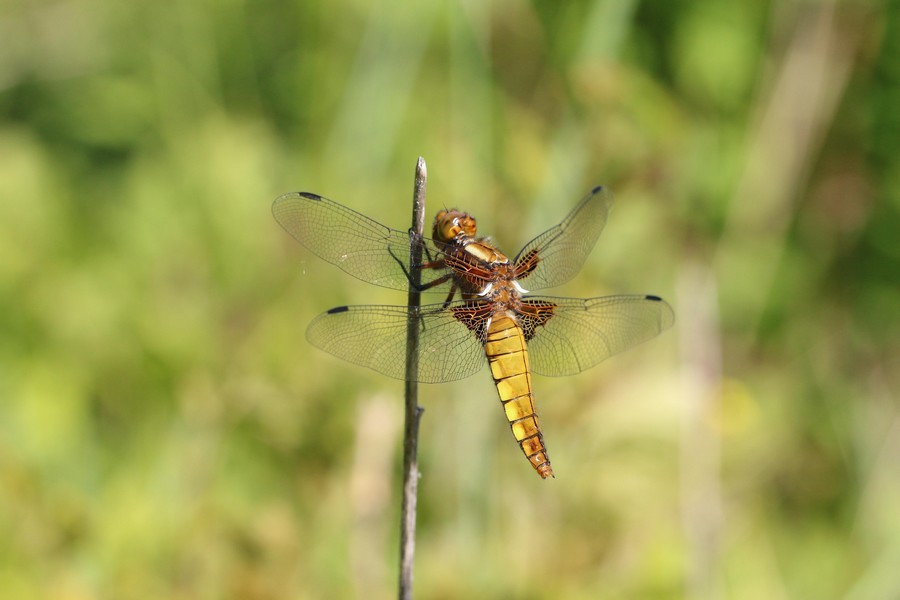 Libellule (Anisoptera)