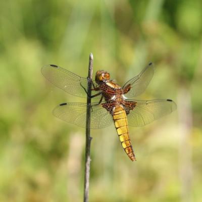 Libellule (Anisoptera)