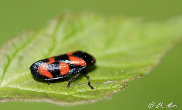 Cercope sanguin ( cercopis vulnerata)