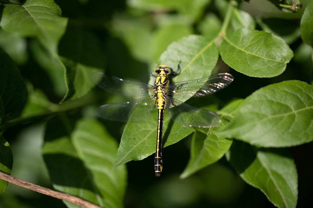 Libellule (Anisoptera)