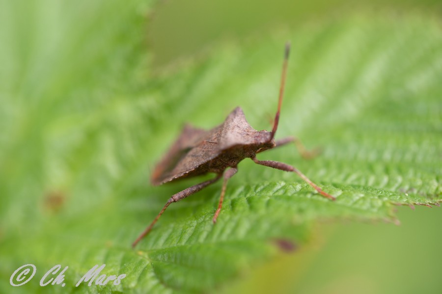 Corée marginée (coreus marginatus)