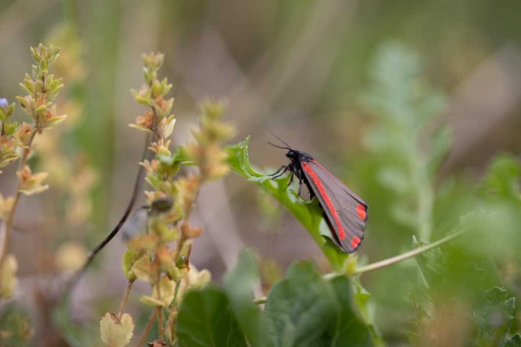 La  Goutte-de -sand (tyria jacobaeae)