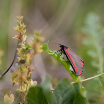 La  Goutte-de -sand (tyria jacobaeae)