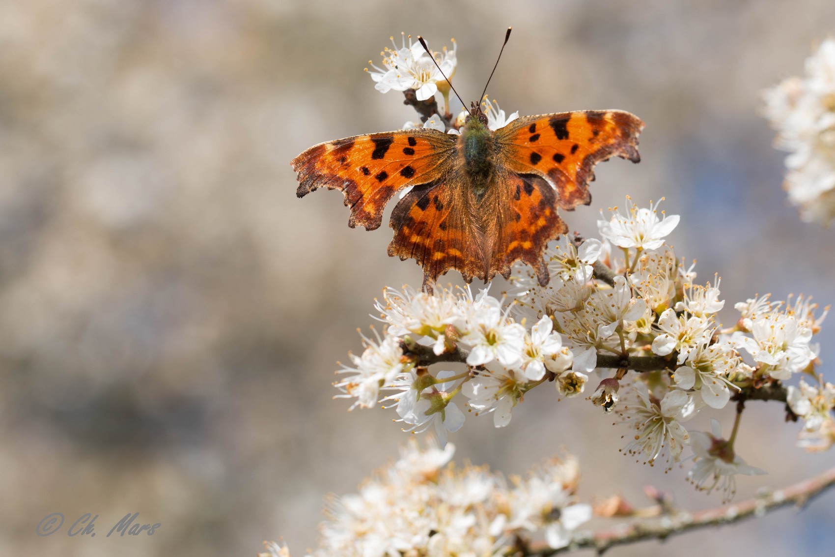 Robert le diable  ( Polygonia c.album)