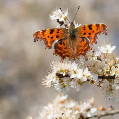 Robert le diable  ( Polygonia c.album)