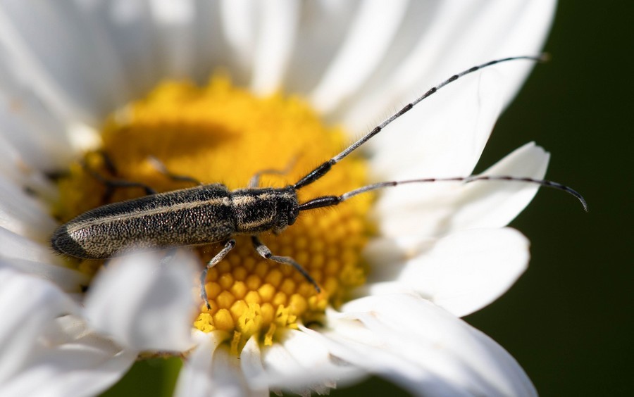 15 05 20 3918 Agapanthe du chardon agaphanthia cardui 