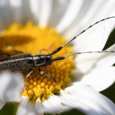 15 05 20 3918 Agapanthe du chardon agaphanthia cardui 