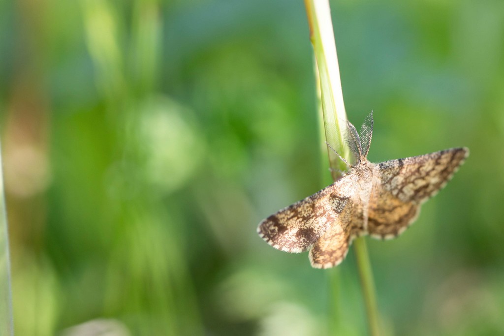 Phalène picotée (Ematurga atomaria)