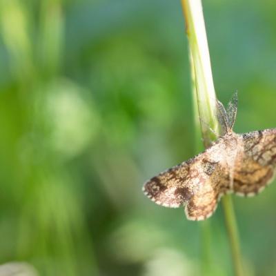 Phalène picotée (Ematurga atomaria)