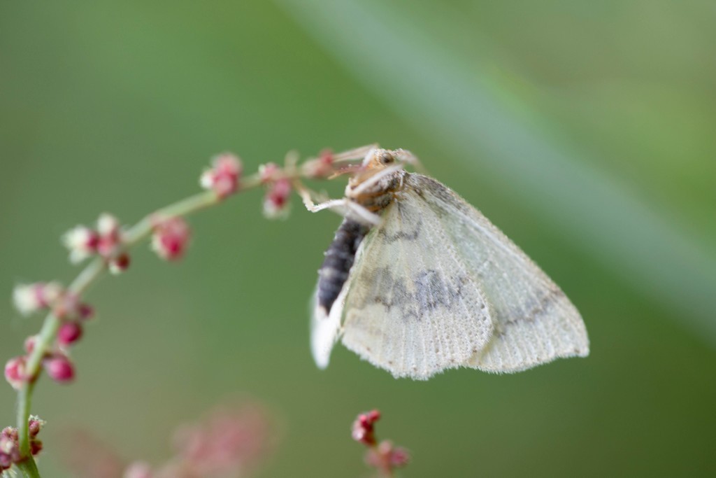 La nole blanche (meganala albula)