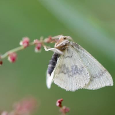 La nole blanche (meganala albula)