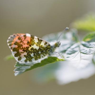 Aurore ( Anthacharis cardamines)