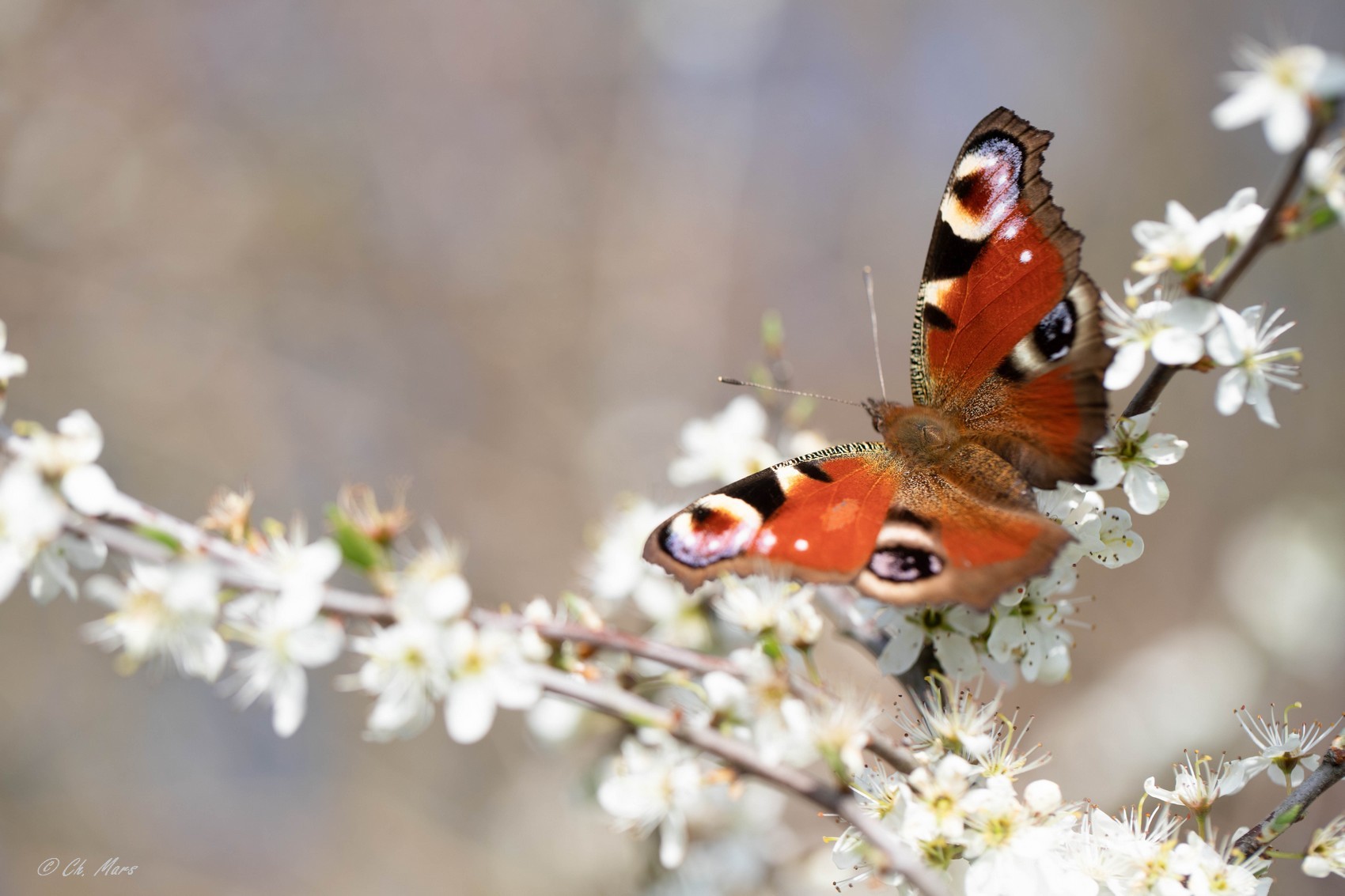 Paon du jour  (aglais io)