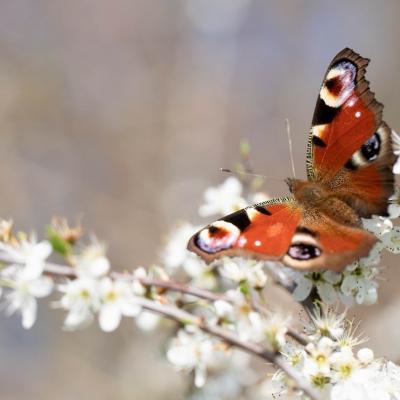 Paon du jour  (aglais io)