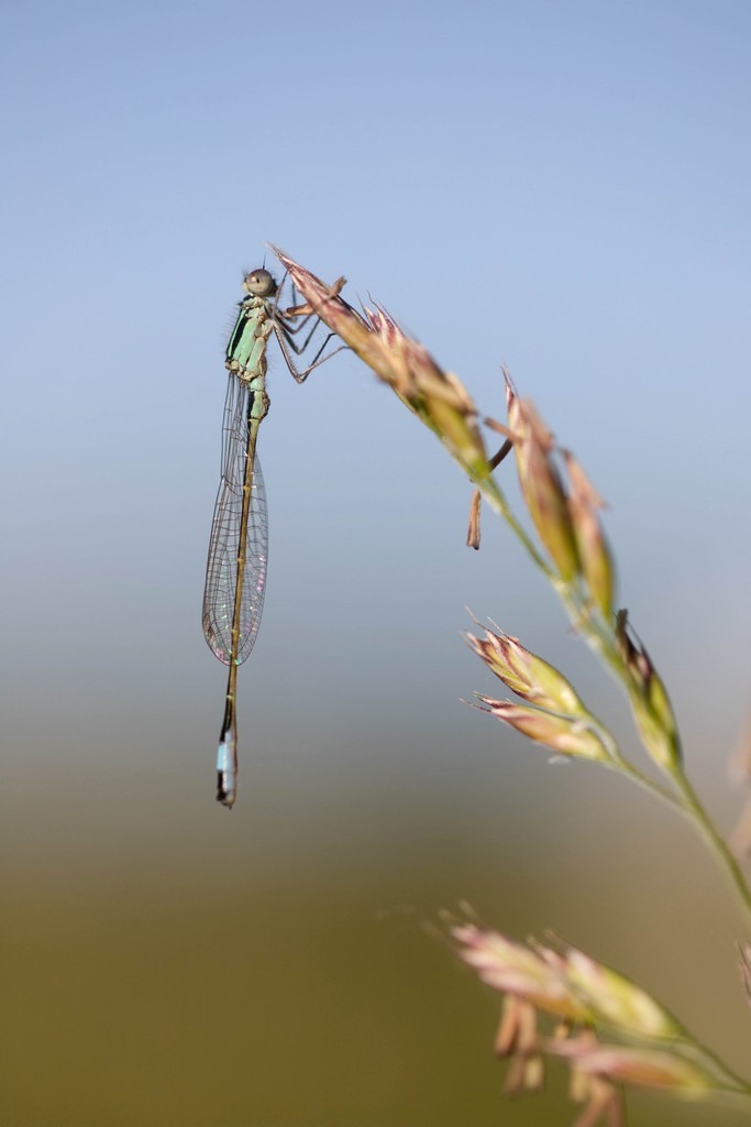 Demoiselle (Zygoptera)