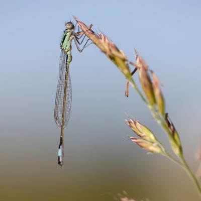 Demoiselle (Zygoptera)