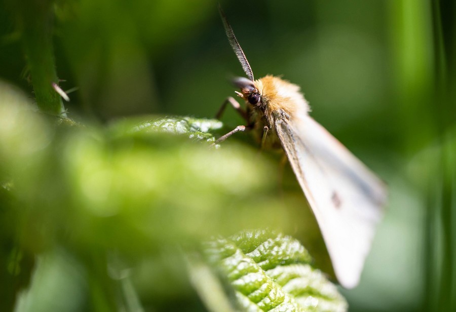 Hépiale du Houblon (hepialus humuli)