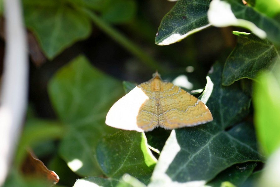 Brocatelle d'or (Camptogramma bilineata)