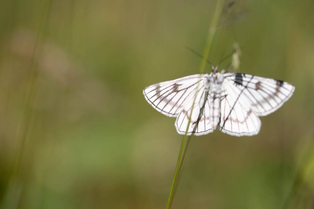 La phalène blanche ( Siona lineata)