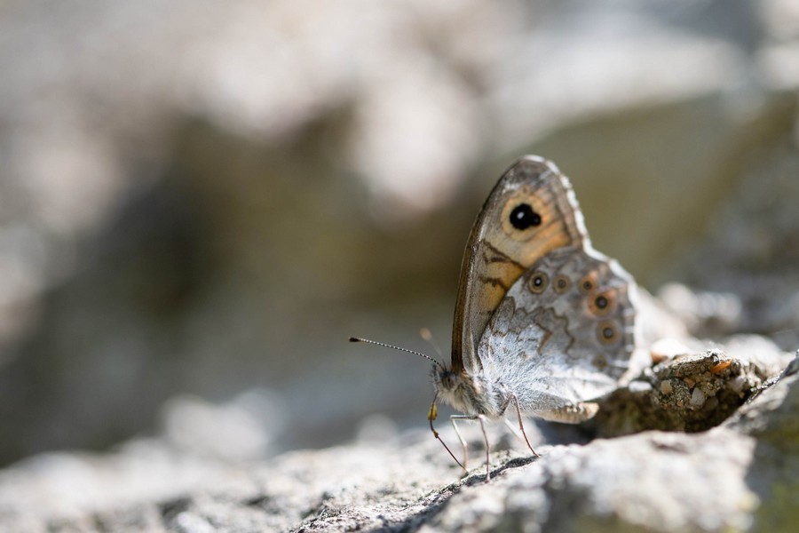 Nemusien où Ariane (Lasiommata maera)