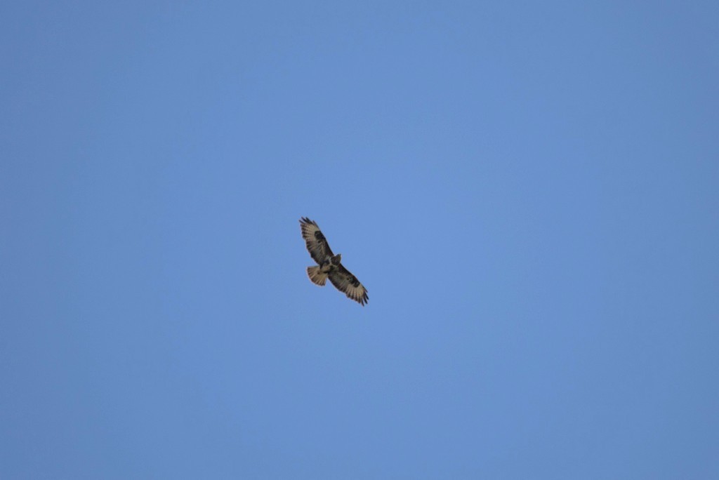 Buse variable (buteo buteo)