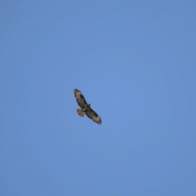 Buse variable (buteo buteo)