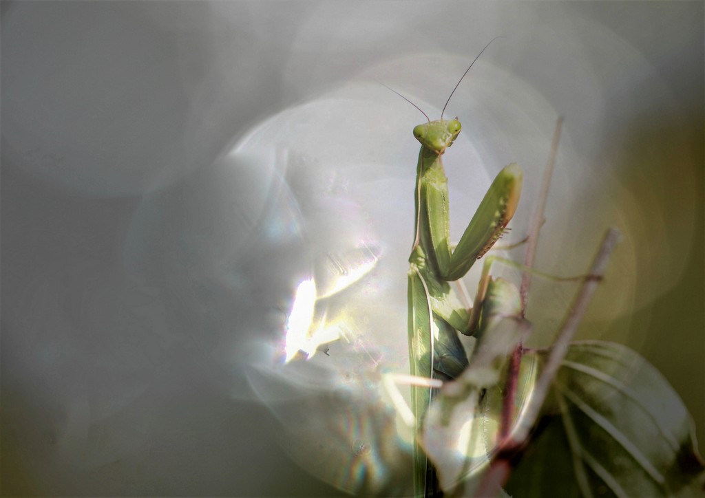 Mante religieuse (Mantis religiosa)