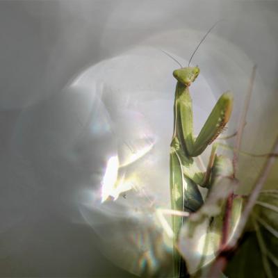 Mante religieuse (Mantis religiosa)