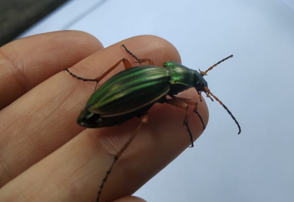   Carabe dore (carabus auratus)  