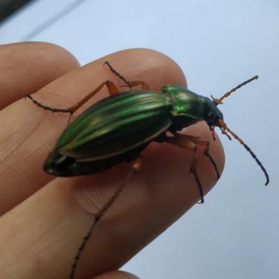   Carabe dore (carabus auratus)  