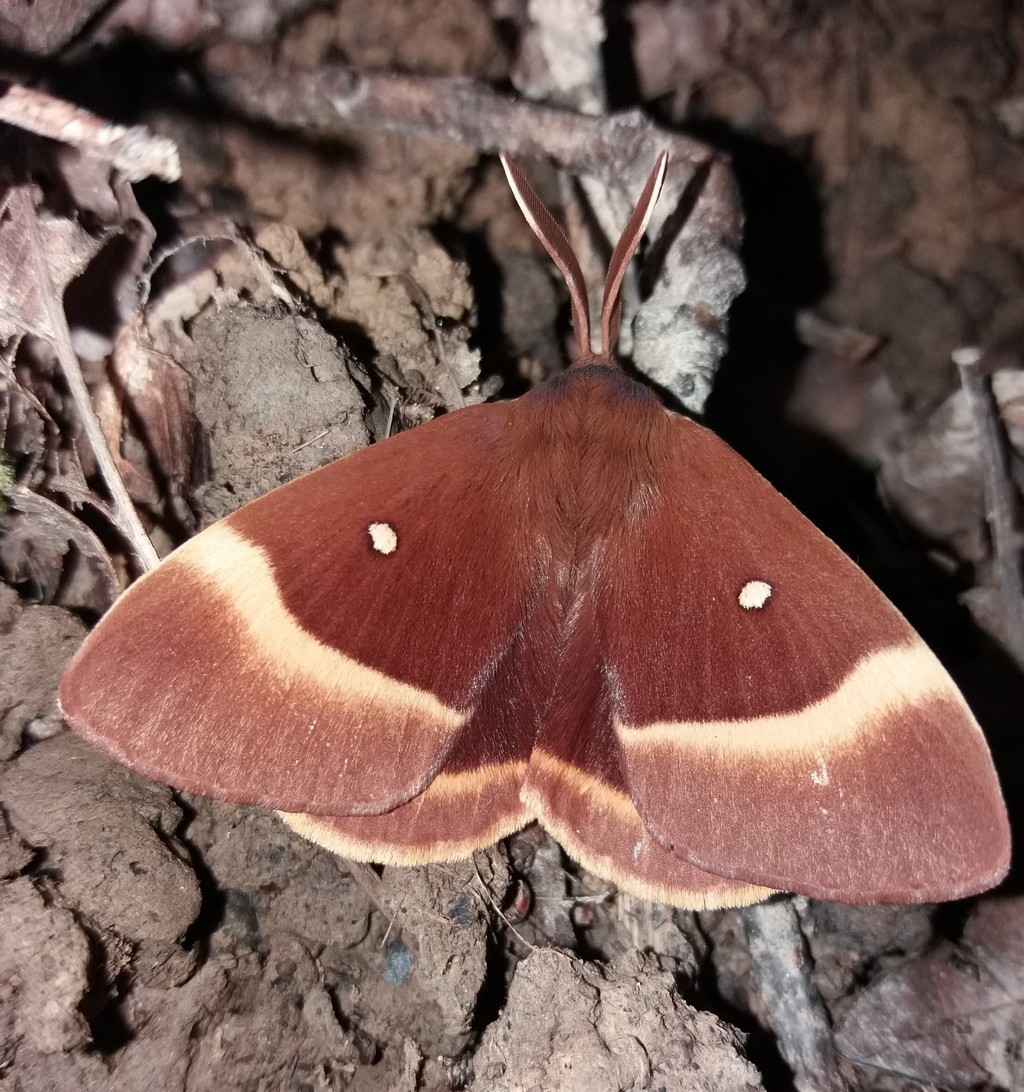   Bombyx du chêne (lasiocampa quercus) 