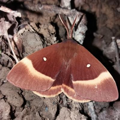   Bombyx du chêne (lasiocampa quercus) 