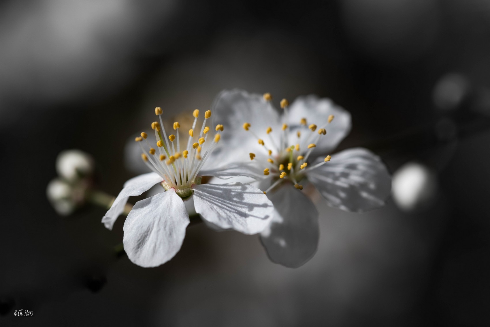 Epine noire (Prunus spinosa)