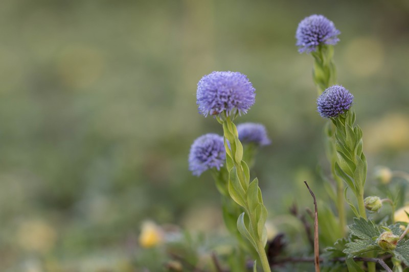 Globulaire commune (Globularia vulgaris)