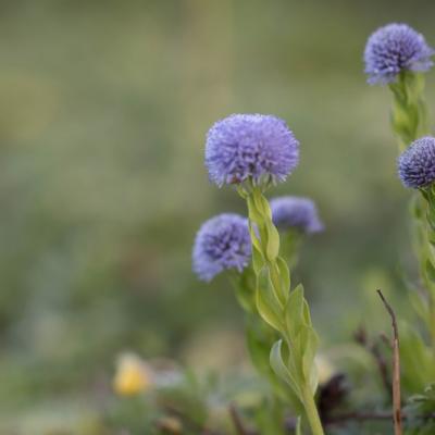 Globulaire commune (Globularia vulgaris)