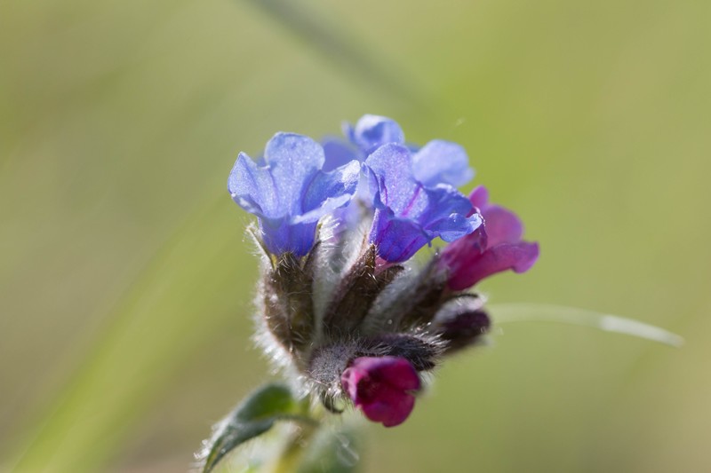 Pulmonaire à feuilles longues (pulmonaria longifolia)