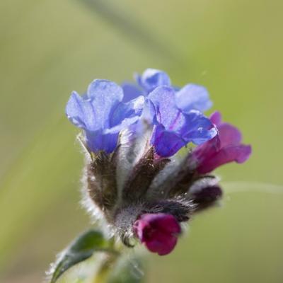 Pulmonaire à feuilles longues (pulmonaria longifolia)