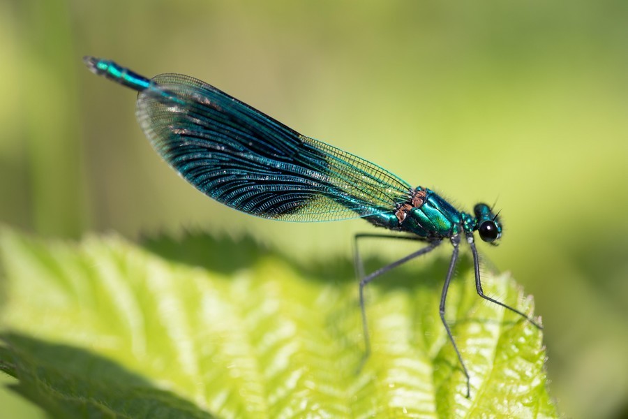 Demoiselle (Zygoptera)