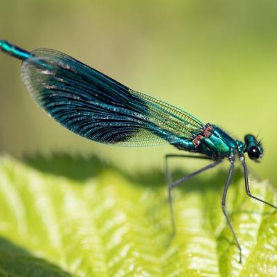 Demoiselle (Zygoptera)