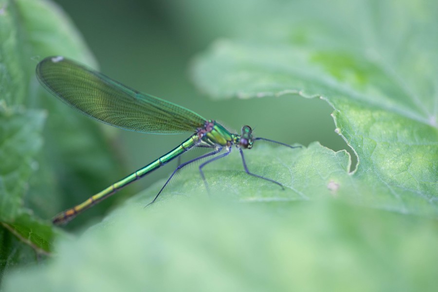 Demoiselle (Zygoptera)