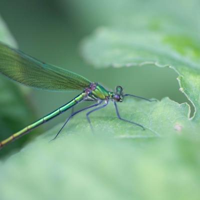 Demoiselle (Zygoptera)