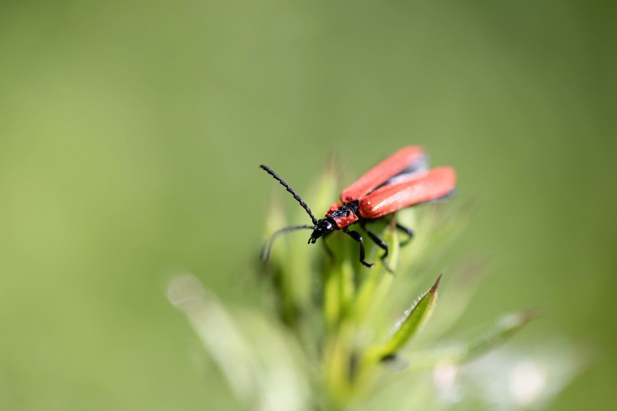 25 05 20 4622 2  Lycie sanguine lygistoterus sanguineus 