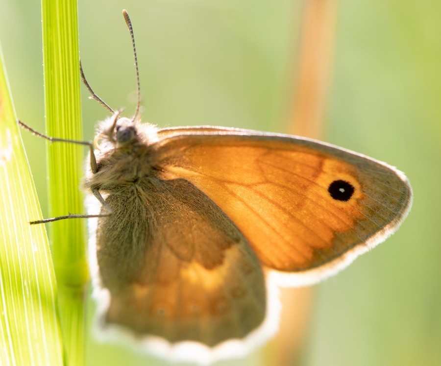 Le proscris (Coenonympha pamphilus)