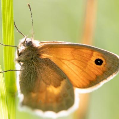 Le proscris (Coenonympha pamphilus)