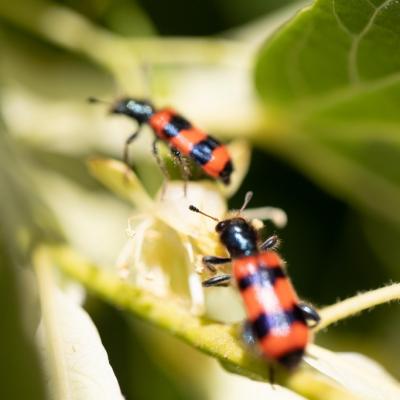 Trichodes apiarieus (Trichodes apiarius)