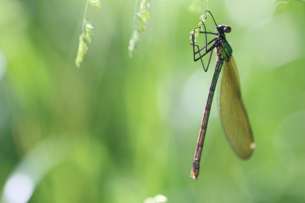 Demoiselle (Zygoptera)