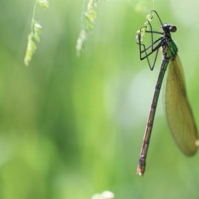 Demoiselle (Zygoptera)