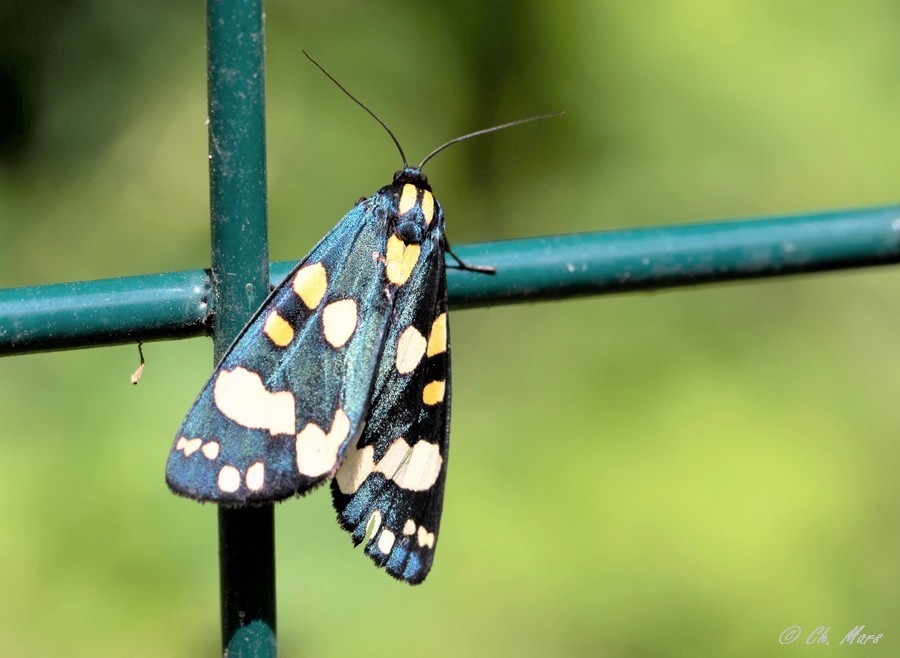   Ecaille marbree (callimorpha dominula) 