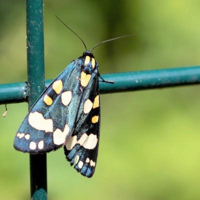   Ecaille marbree (callimorpha dominula) 